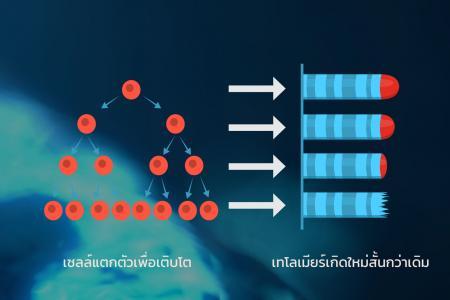 TSO-Telomere